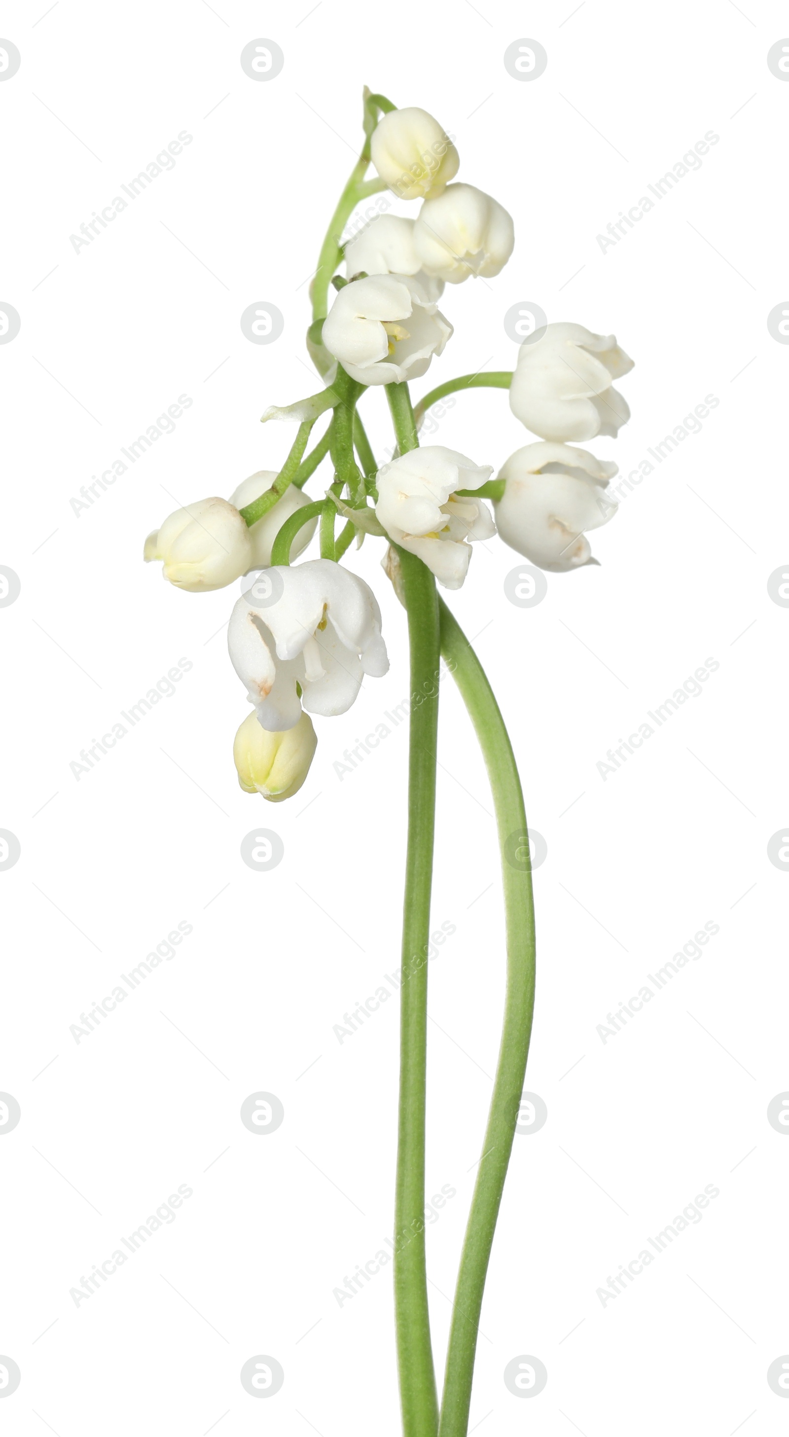 Beautiful fragrant lily-of-the-valley flowers isolated on white Photo of Beautiful fragrant lily-of-the-valley flowers isolated on white