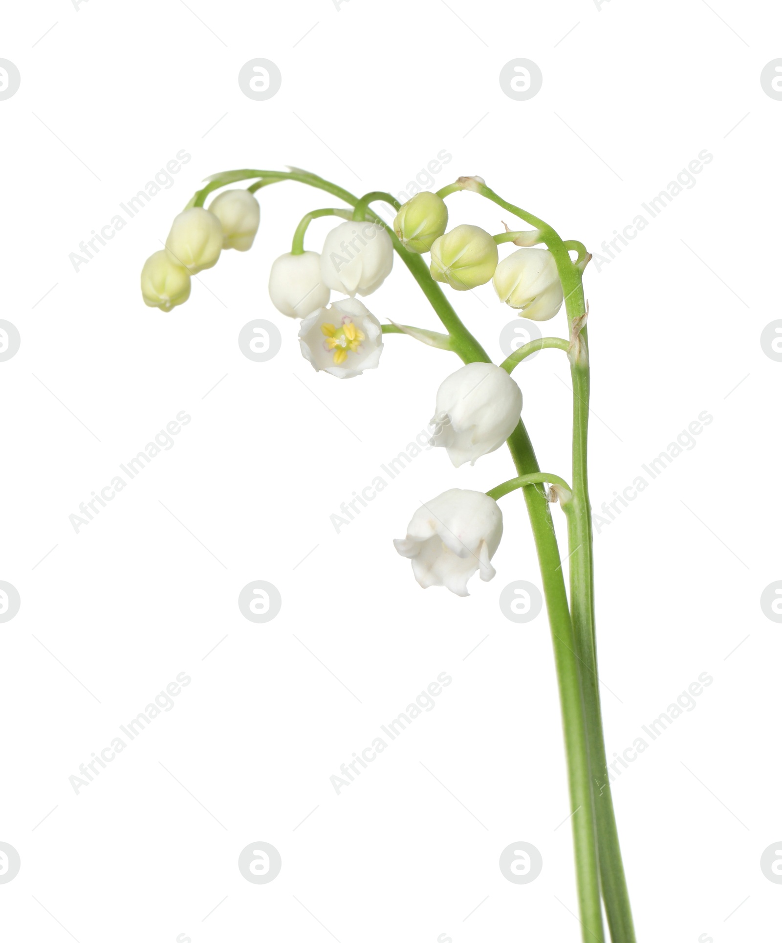 Beautiful fragrant lily-of-the-valley flowers isolated on white Photo of Beautiful fragrant lily-of-the-valley flowers isolated on white