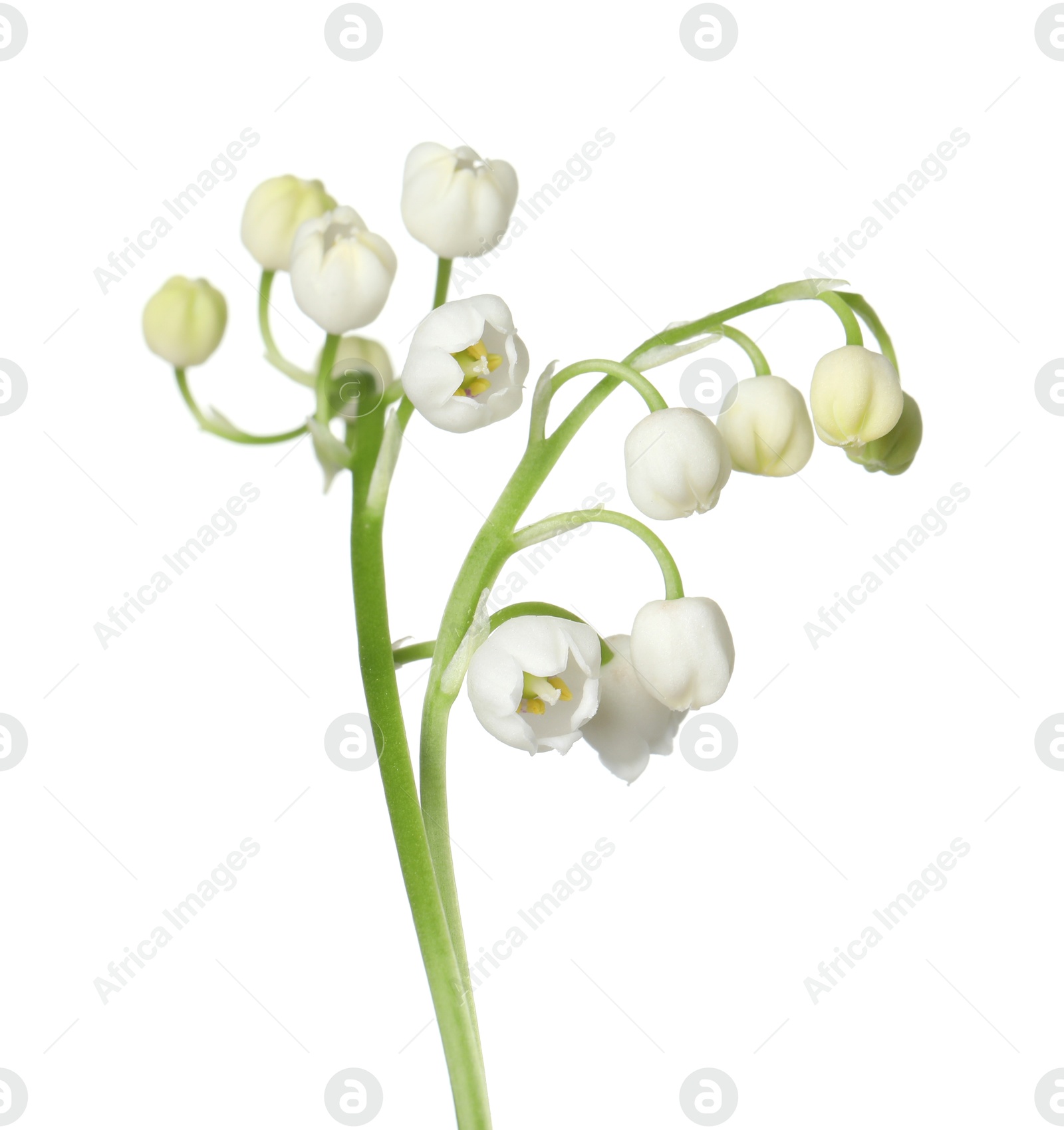 Beautiful fragrant lily-of-the-valley flowers isolated on white Photo of Beautiful fragrant lily-of-the-valley flowers isolated on white
