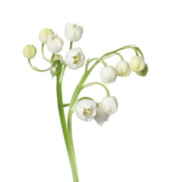 Photo of Beautiful fragrant lily-of-the-valley flowers isolated on white