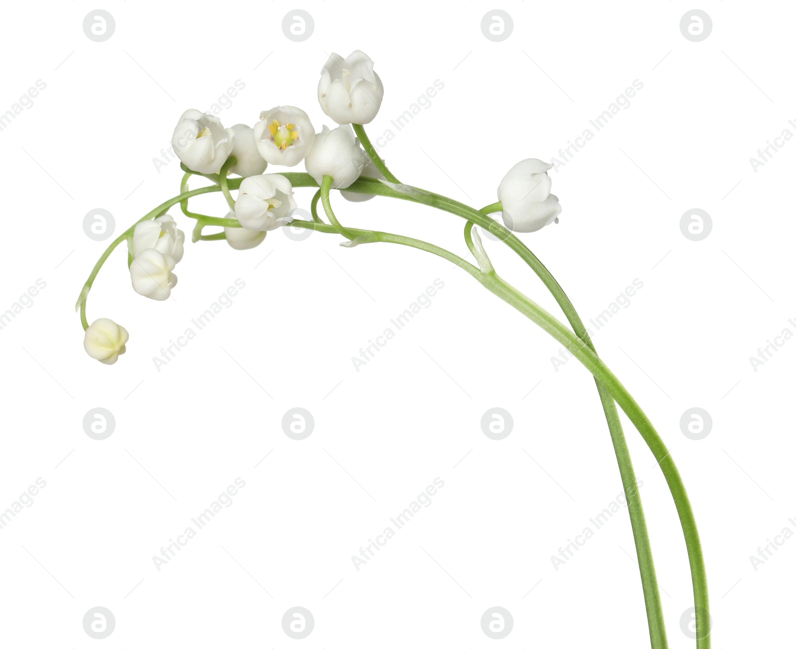 Beautiful fragrant lily-of-the-valley flowers isolated on white Photo of Beautiful fragrant lily-of-the-valley flowers isolated on white