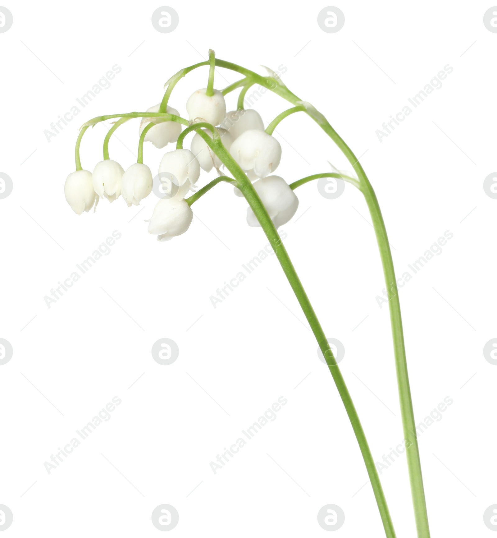 Beautiful fragrant lily-of-the-valley flowers isolated on white Photo of Beautiful fragrant lily-of-the-valley flowers isolated on white