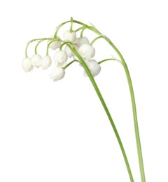 Photo of Beautiful fragrant lily-of-the-valley flowers isolated on white