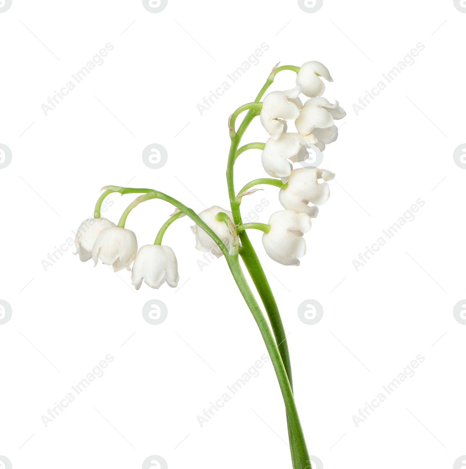 Beautiful fragrant lily-of-the-valley flowers isolated on white Photo of Beautiful fragrant lily-of-the-valley flowers isolated on white