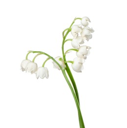 Photo of Beautiful fragrant lily-of-the-valley flowers isolated on white