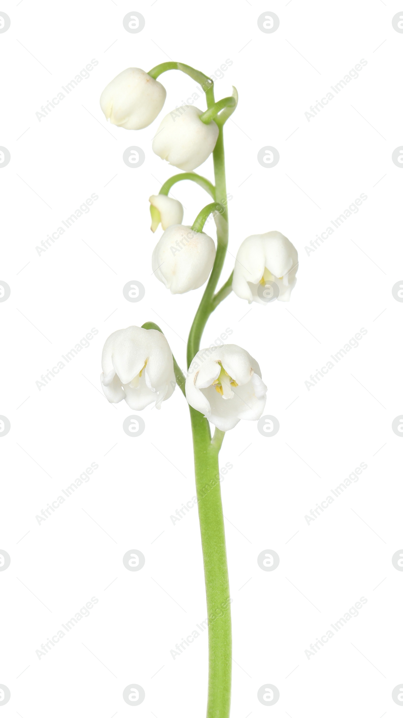 Beautiful fragrant lily-of-the-valley flowers isolated on white Photo of Beautiful fragrant lily-of-the-valley flowers isolated on white