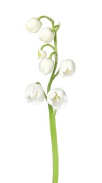 Photo of Beautiful fragrant lily-of-the-valley flowers isolated on white