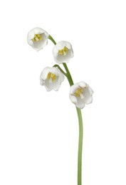 Photo of Beautiful fragrant lily-of-the-valley flowers isolated on white