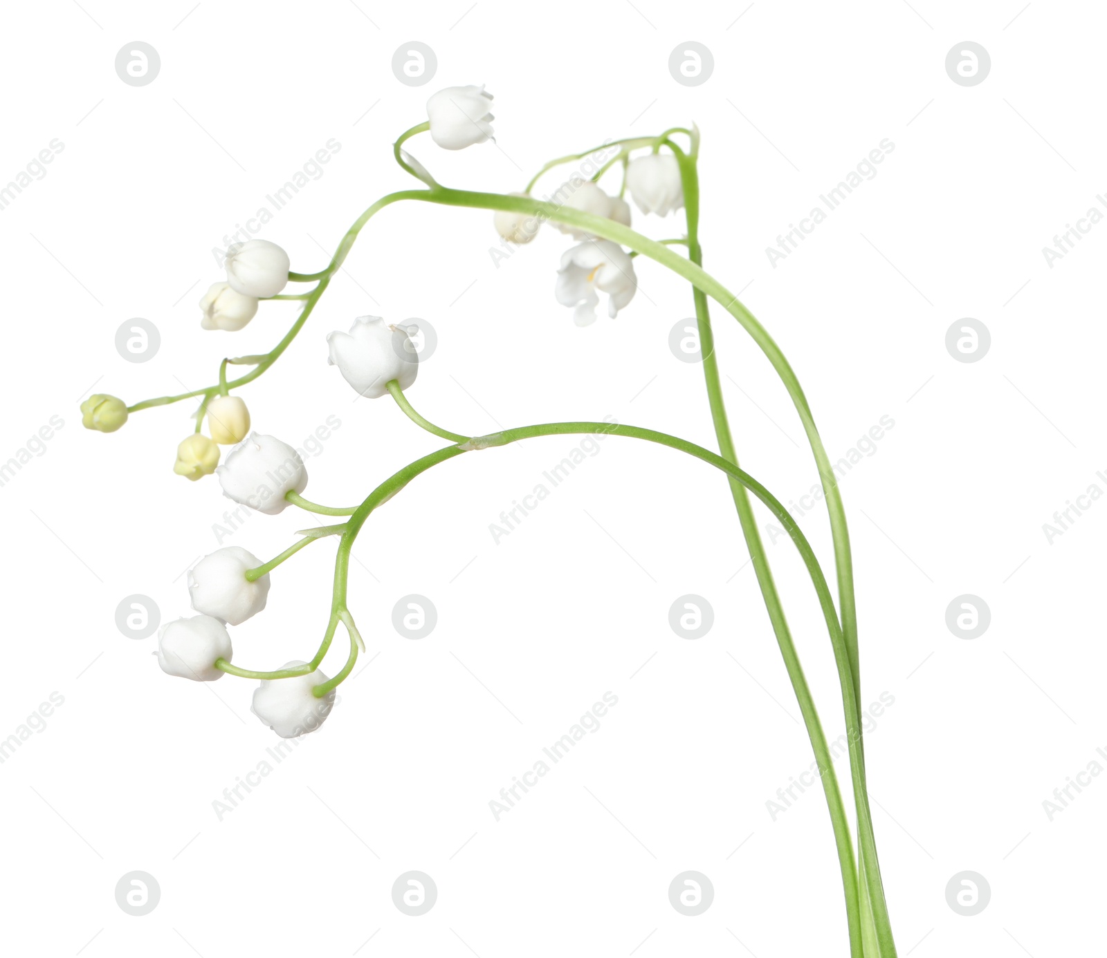 Beautiful fragrant lily-of-the-valley flowers isolated on white Photo of Beautiful fragrant lily-of-the-valley flowers isolated on white