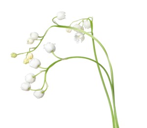 Photo of Beautiful fragrant lily-of-the-valley flowers isolated on white