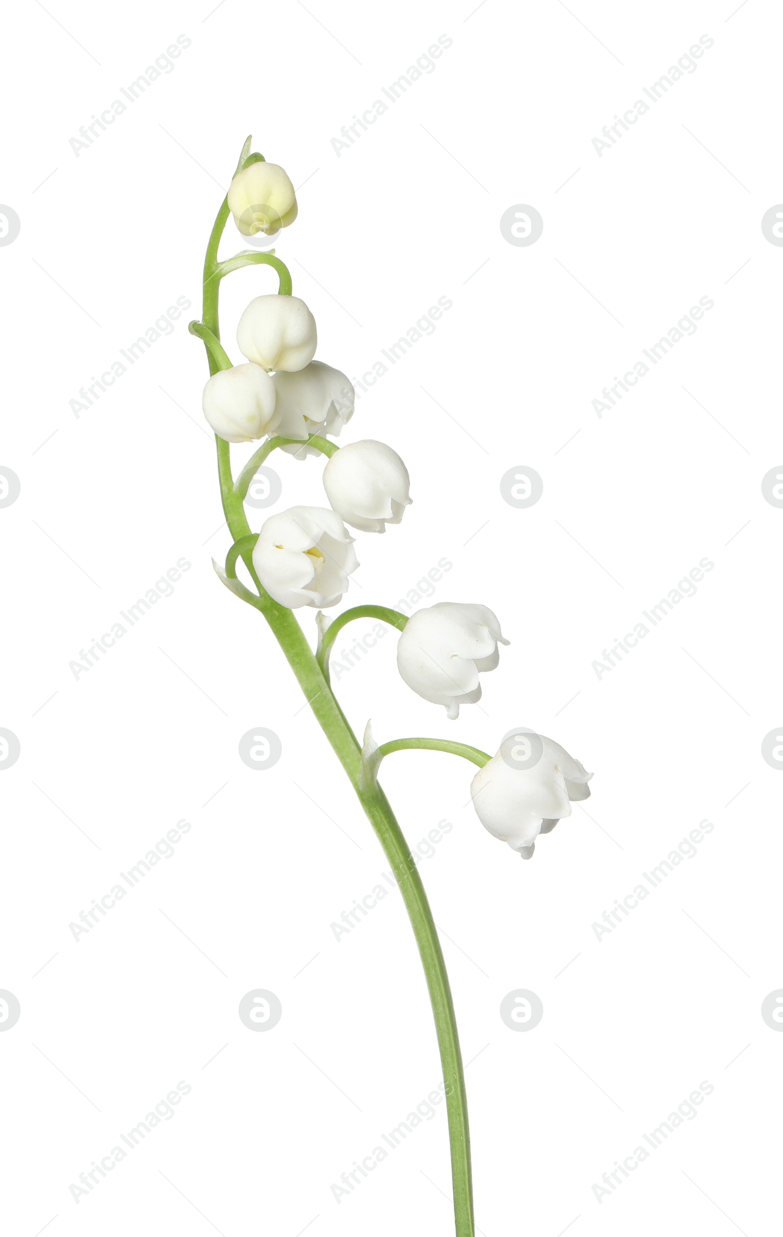 Beautiful fragrant lily-of-the-valley flowers isolated on white Photo of Beautiful fragrant lily-of-the-valley flowers isolated on white