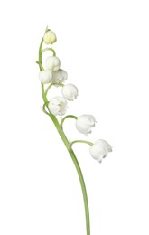Photo of Beautiful fragrant lily-of-the-valley flowers isolated on white