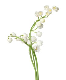 Photo of Beautiful fragrant lily-of-the-valley flowers isolated on white