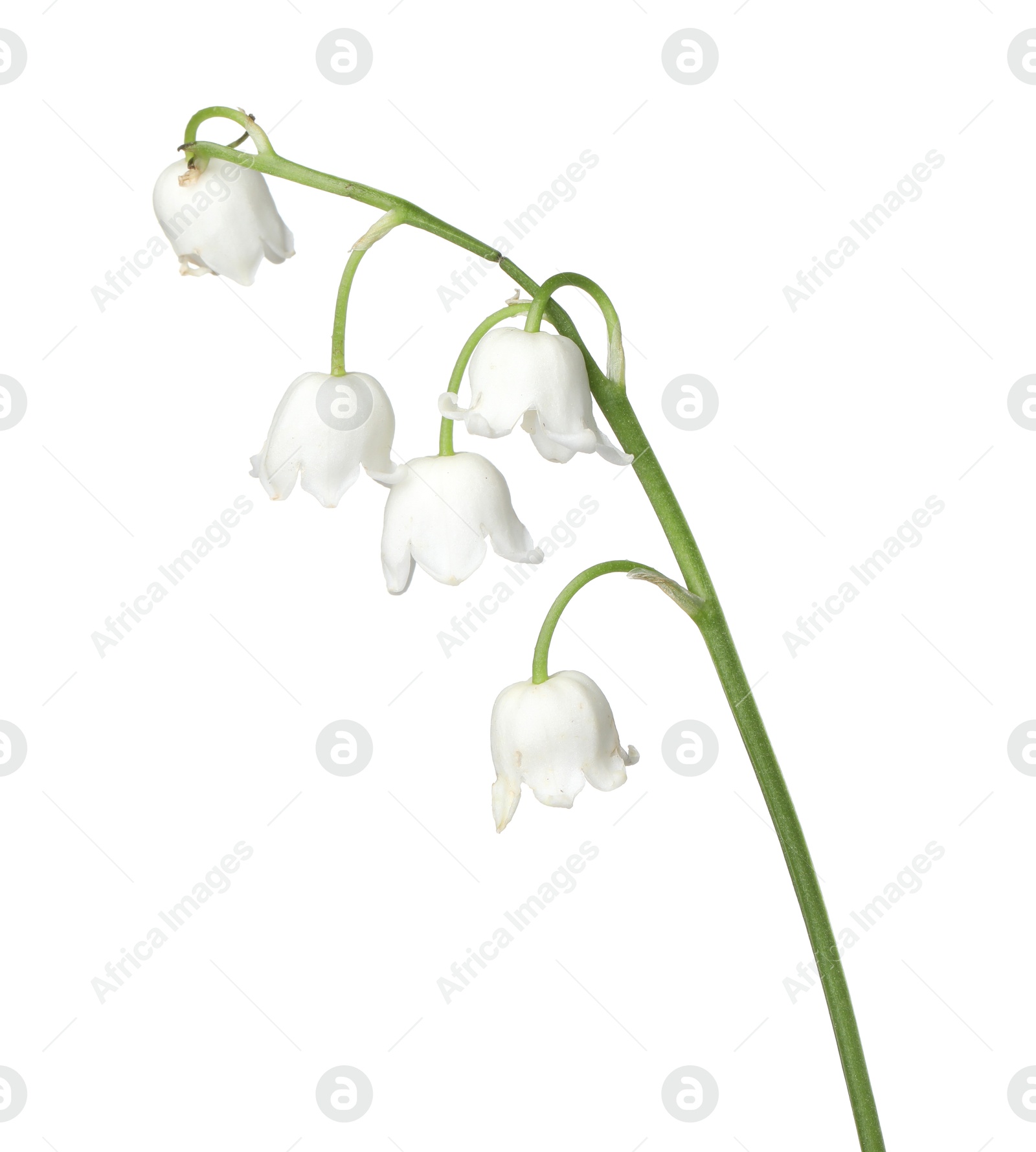 Beautiful fragrant lily-of-the-valley flowers isolated on white Photo of Beautiful fragrant lily-of-the-valley flowers isolated on white