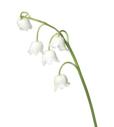 Photo of Beautiful fragrant lily-of-the-valley flowers isolated on white