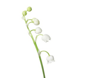 Photo of Beautiful fragrant lily-of-the-valley flowers isolated on white
