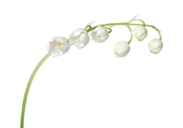 Photo of Beautiful fragrant lily-of-the-valley flowers isolated on white
