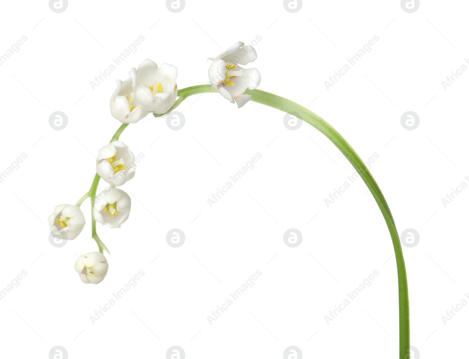 Beautiful fragrant lily-of-the-valley flowers isolated on white Photo of Beautiful fragrant lily-of-the-valley flowers isolated on white