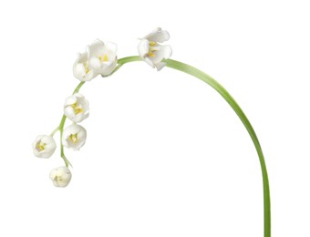 Photo of Beautiful fragrant lily-of-the-valley flowers isolated on white