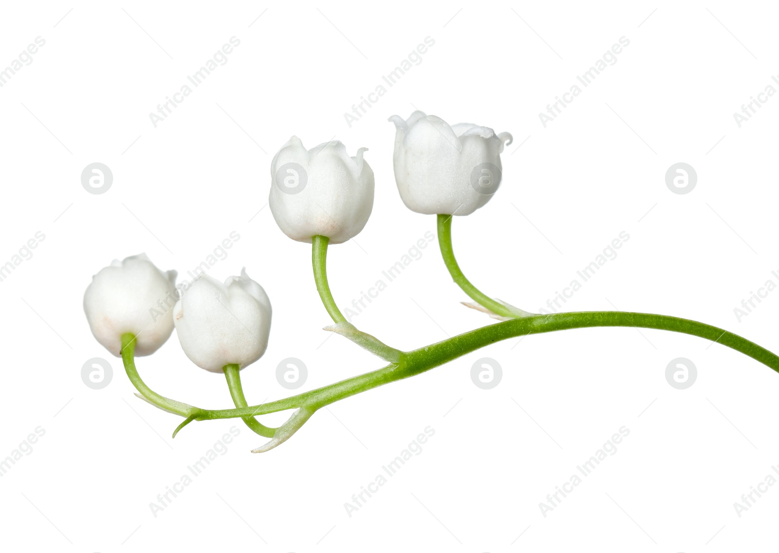Beautiful fragrant lily-of-the-valley flowers isolated on white Photo of Beautiful fragrant lily-of-the-valley flowers isolated on white
