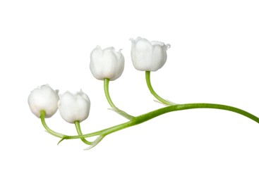Photo of Beautiful fragrant lily-of-the-valley flowers isolated on white