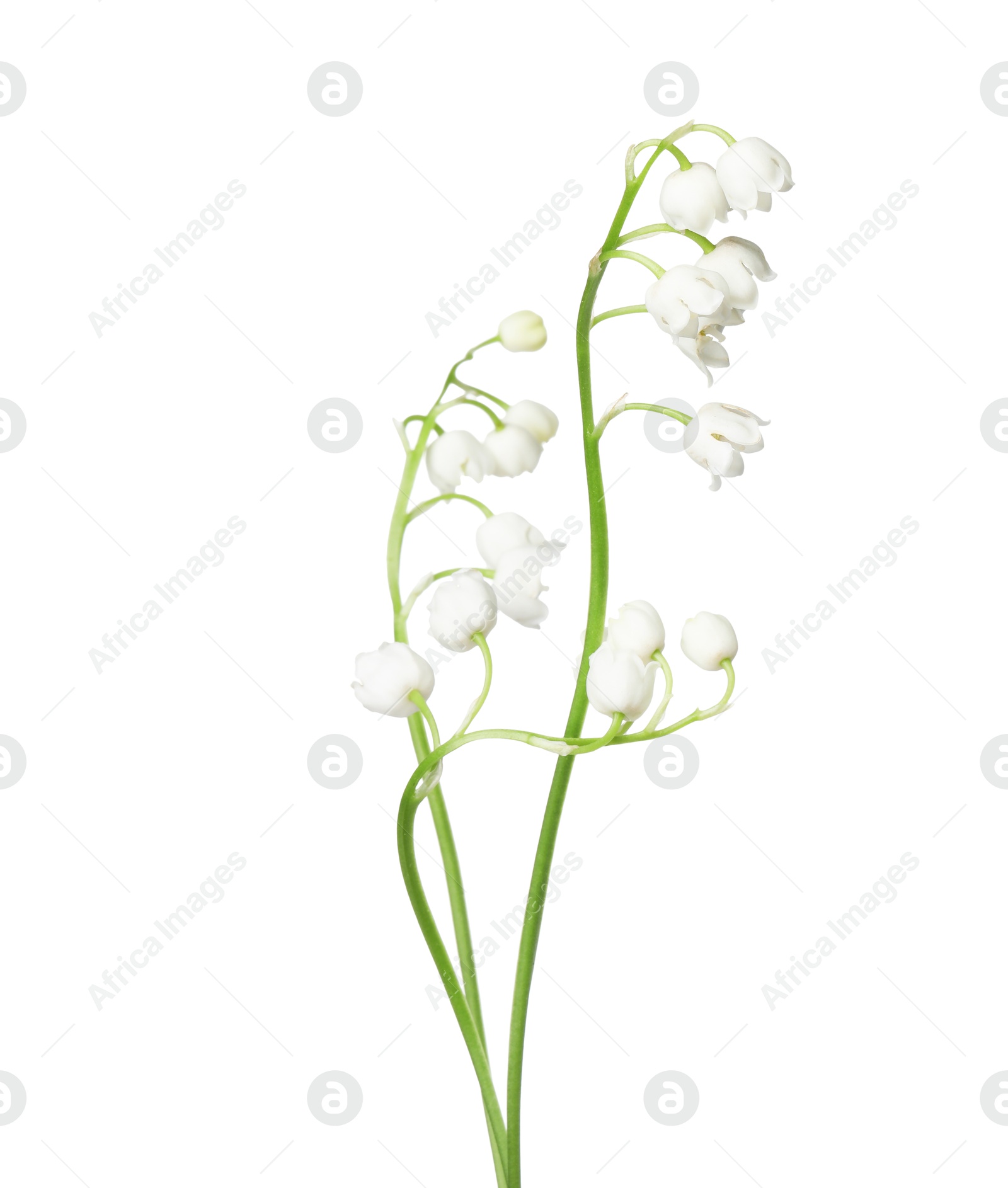 Beautiful fragrant lily-of-the-valley flowers isolated on white Photo of Beautiful fragrant lily-of-the-valley flowers isolated on white