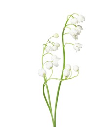Photo of Beautiful fragrant lily-of-the-valley flowers isolated on white