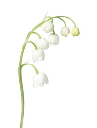 Photo of Beautiful fragrant lily-of-the-valley flowers isolated on white
