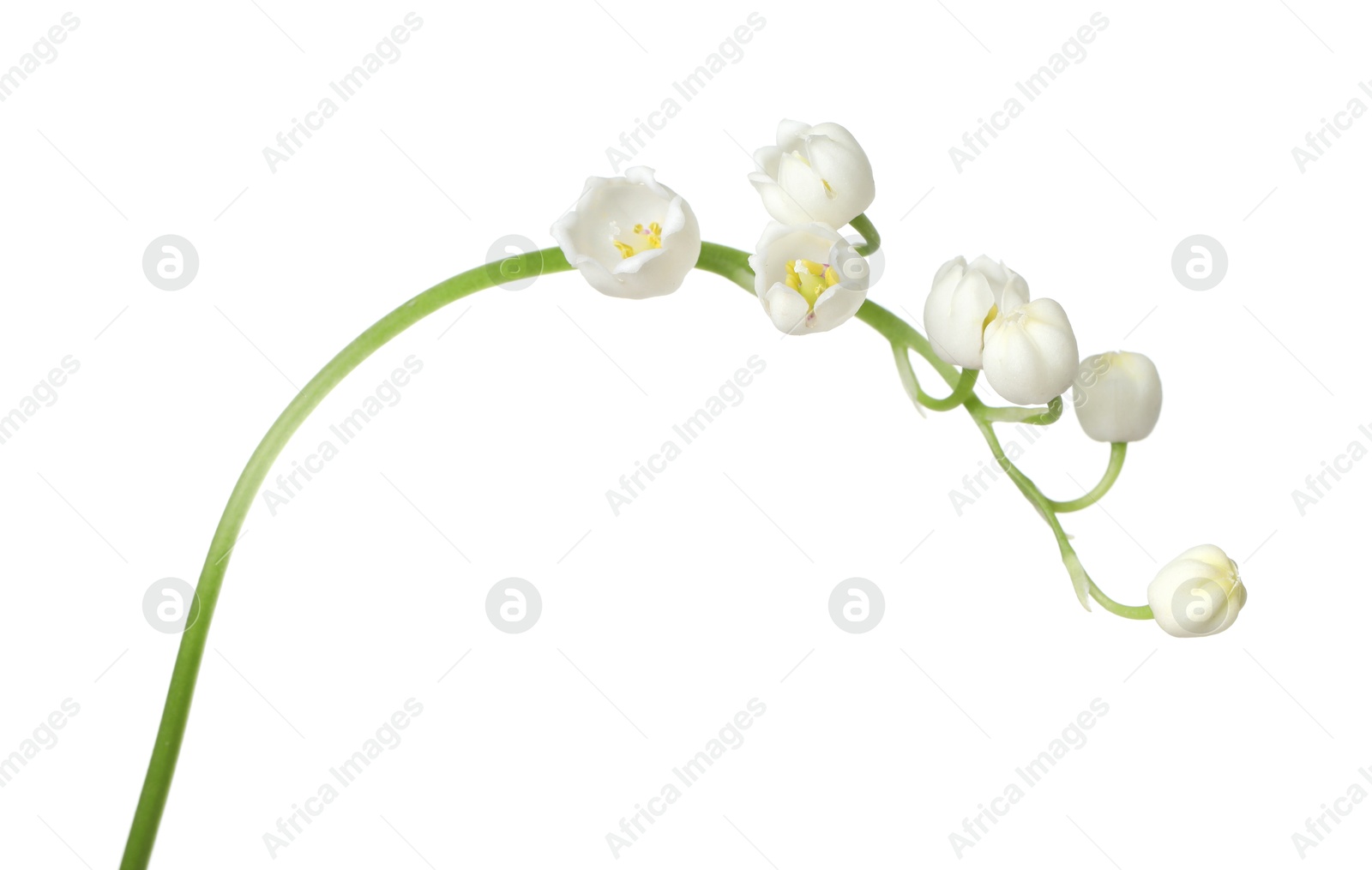 Beautiful fragrant lily-of-the-valley flowers isolated on white Photo of Beautiful fragrant lily-of-the-valley flowers isolated on white