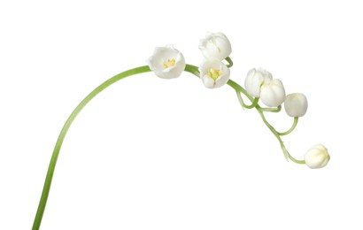 Photo of Beautiful fragrant lily-of-the-valley flowers isolated on white