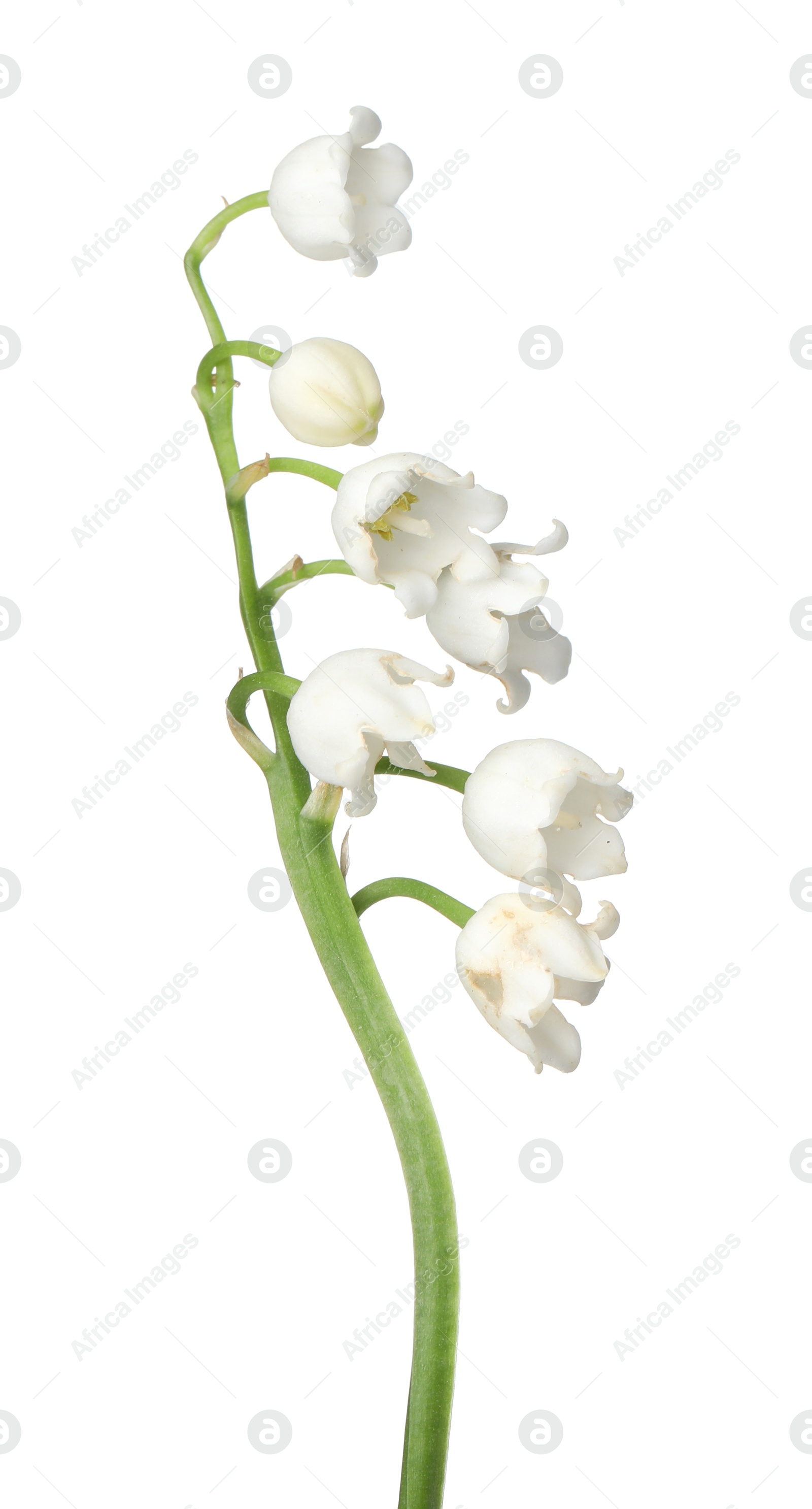 Beautiful fragrant lily-of-the-valley flowers isolated on white Photo of Beautiful fragrant lily-of-the-valley flowers isolated on white