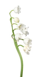 Photo of Beautiful fragrant lily-of-the-valley flowers isolated on white