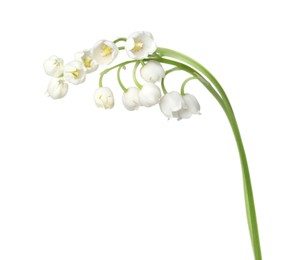 Photo of Beautiful fragrant lily-of-the-valley flowers isolated on white