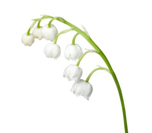 Photo of Beautiful fragrant lily-of-the-valley flowers isolated on white
