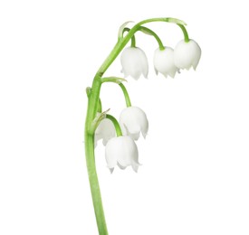Photo of Beautiful fragrant lily-of-the-valley flowers isolated on white