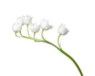 Photo of Beautiful fragrant lily-of-the-valley flowers isolated on white