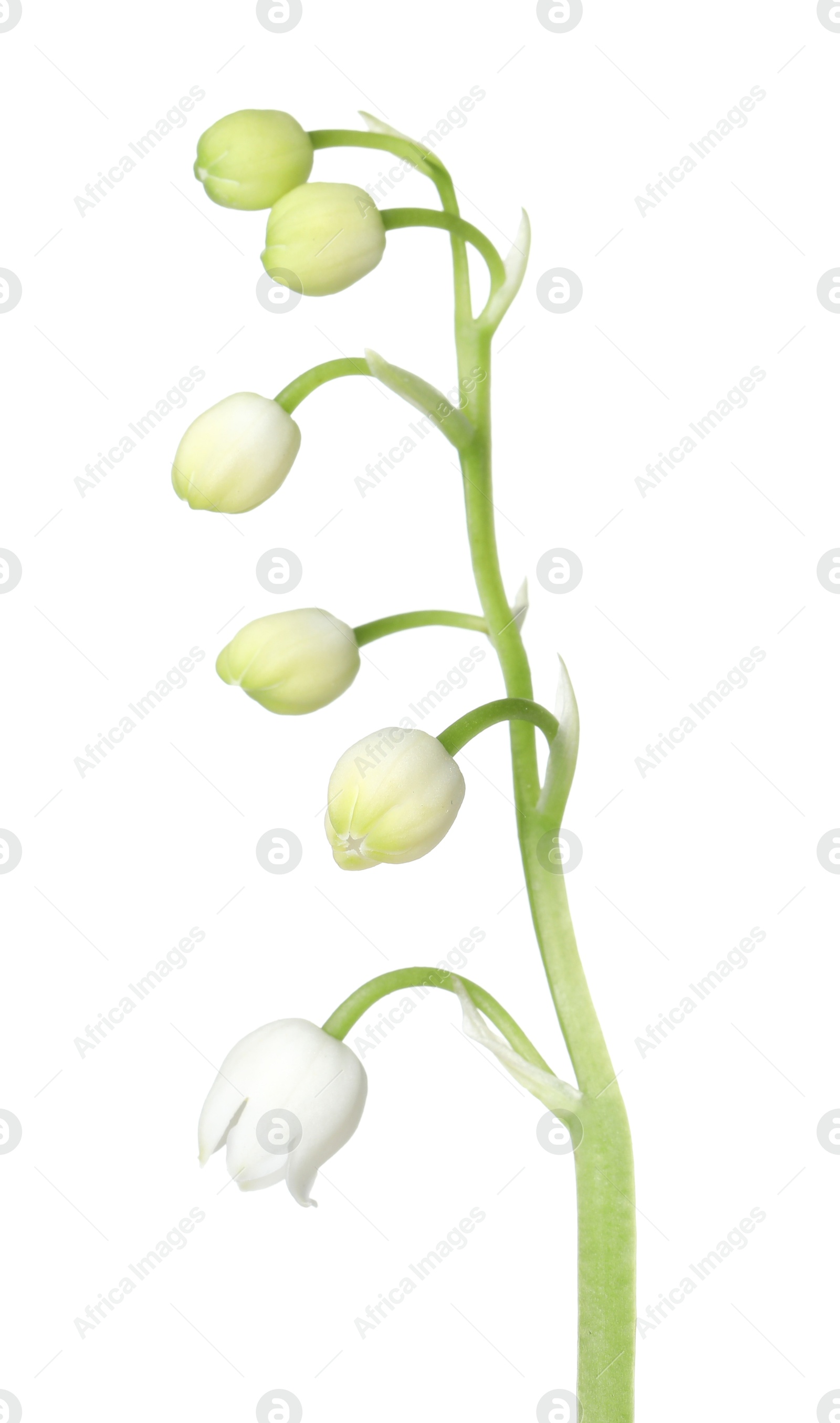 Beautiful fragrant lily-of-the-valley flowers isolated on white Photo of Beautiful fragrant lily-of-the-valley flowers isolated on white