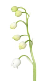 Photo of Beautiful fragrant lily-of-the-valley flowers isolated on white