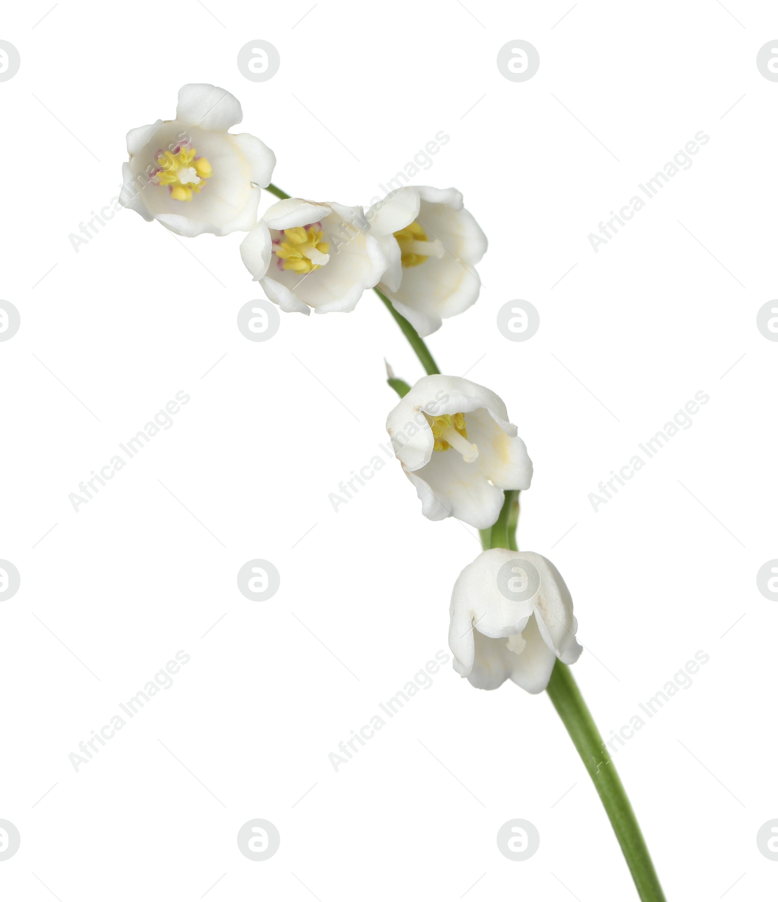 Beautiful fragrant lily-of-the-valley flowers isolated on white Photo of Beautiful fragrant lily-of-the-valley flowers isolated on white