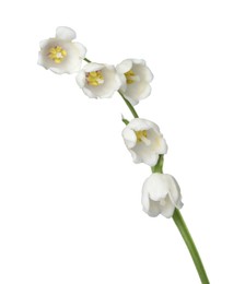 Photo of Beautiful fragrant lily-of-the-valley flowers isolated on white
