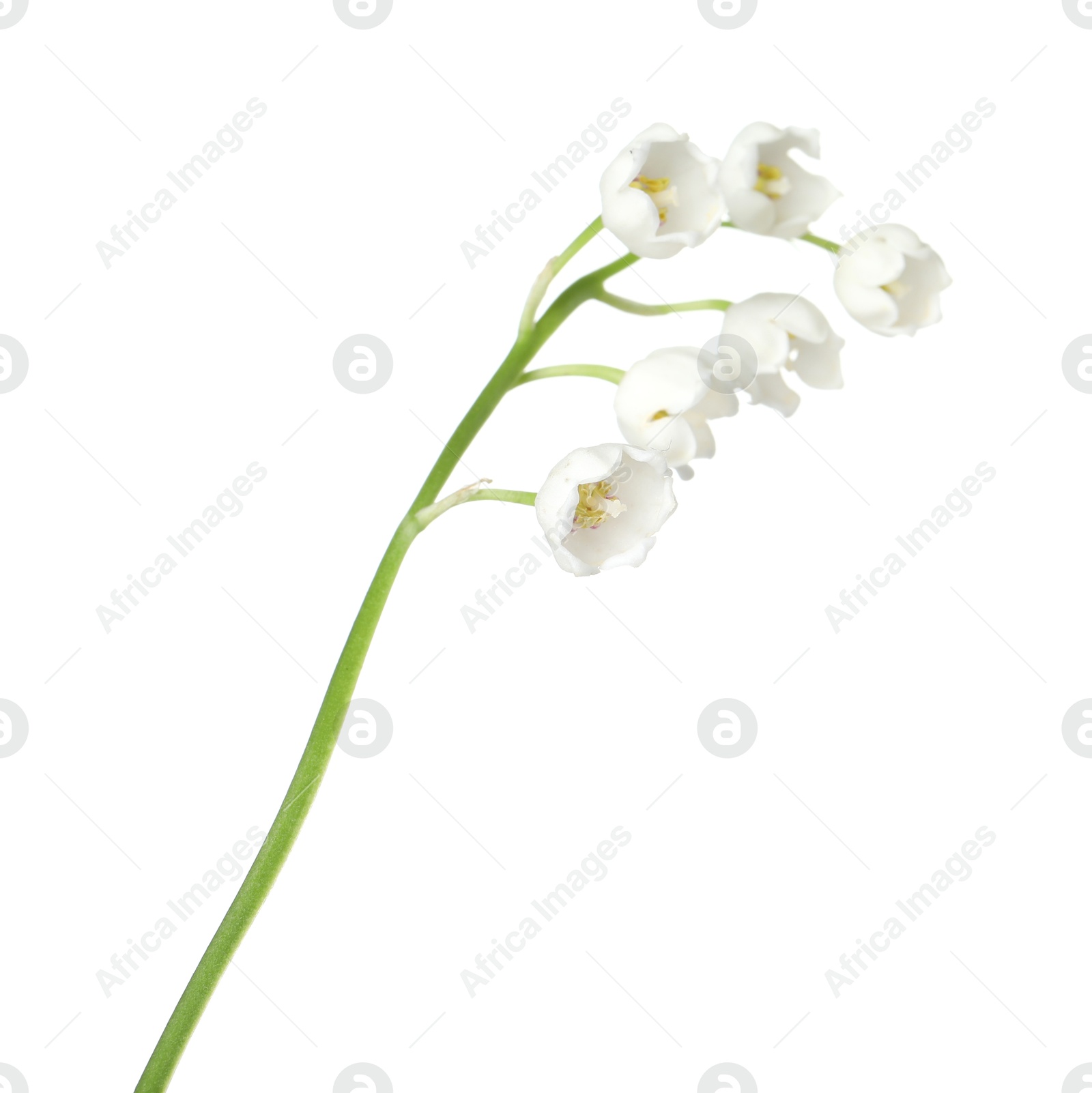 Beautiful fragrant lily-of-the-valley flowers isolated on white Photo of Beautiful fragrant lily-of-the-valley flowers isolated on white