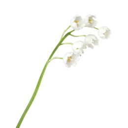 Photo of Beautiful fragrant lily-of-the-valley flowers isolated on white