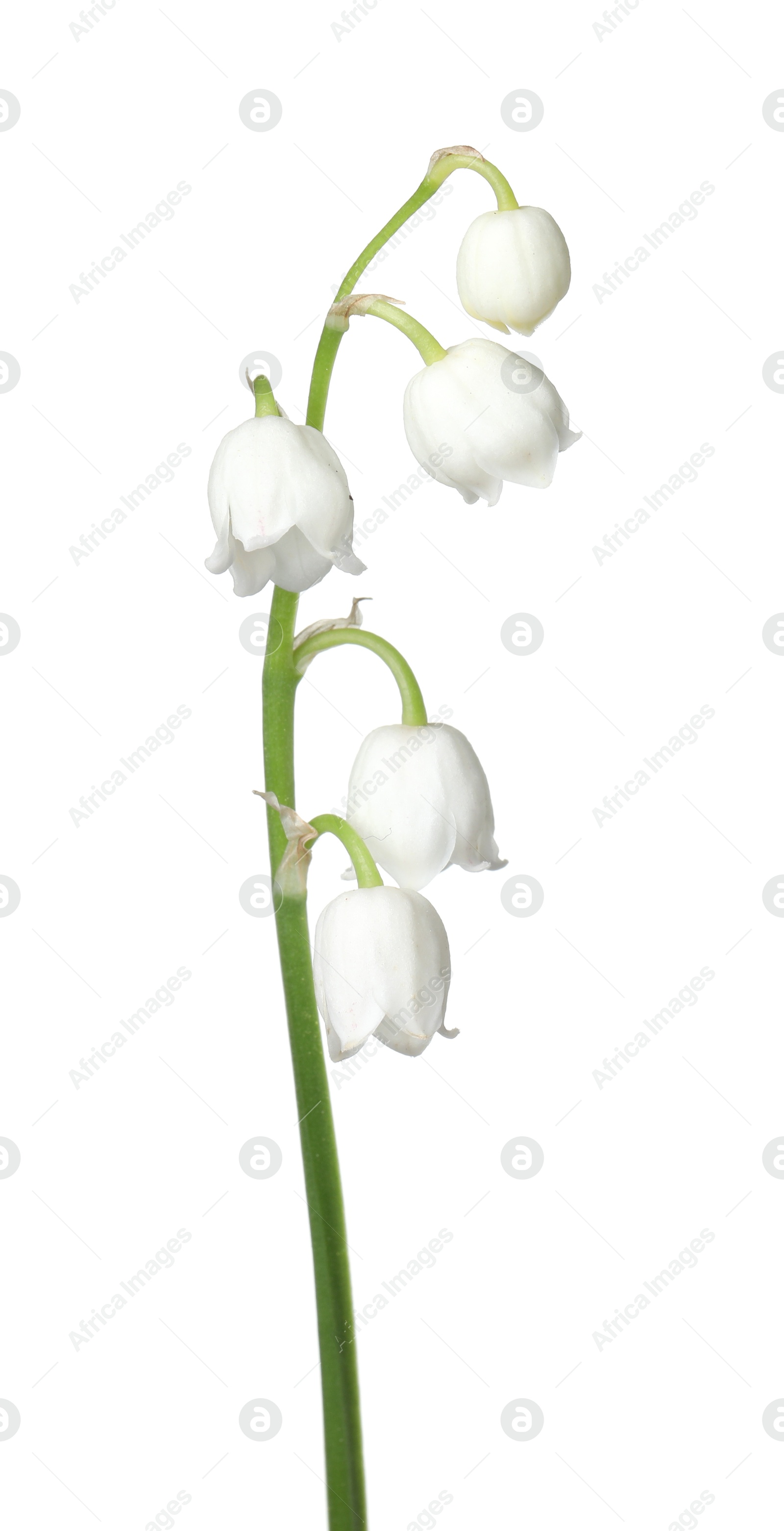 Beautiful fragrant lily-of-the-valley flowers isolated on white Photo of Beautiful fragrant lily-of-the-valley flowers isolated on white
