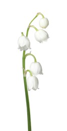 Photo of Beautiful fragrant lily-of-the-valley flowers isolated on white