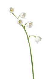 Photo of Beautiful fragrant lily-of-the-valley flowers isolated on white
