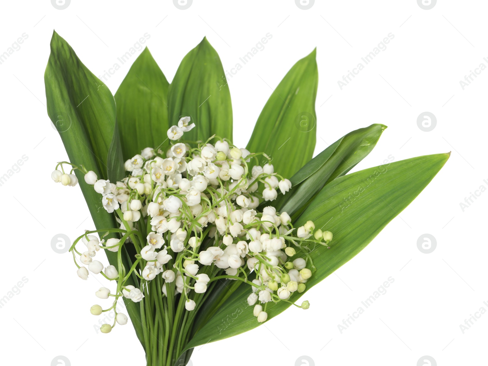 Bouquet of beautiful lily-of-the-valley isolated on white Photo of Bouquet of beautiful lily-of-the-valley isolated on white