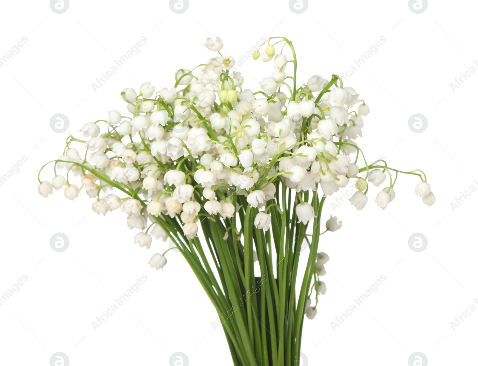 Bouquet of beautiful lily-of-the-valley isolated on white Photo of Bouquet of beautiful lily-of-the-valley isolated on white