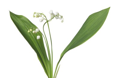 Photo of Beautiful fragrant lily-of-the-valley flowers isolated on white