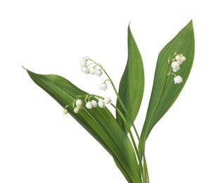 Photo of Beautiful fragrant lily-of-the-valley flowers isolated on white