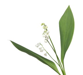 Photo of Beautiful fragrant lily-of-the-valley flowers isolated on white